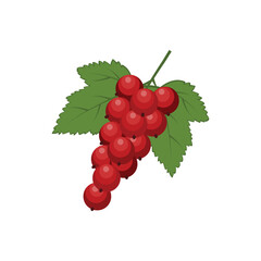 Red currant. Ripe red currant berries with green leaves. A cartoon-style currant. The vector illustration is isolated on a white background