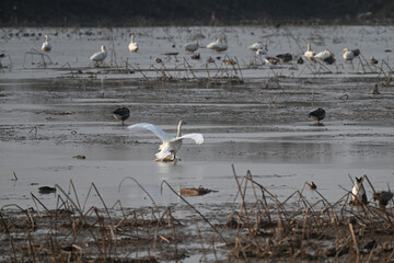 flock of seagulls on the beach