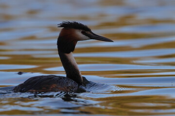 grebe