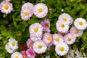 Obraz premium Beautiful bull's-eye daisies (Leucanthemum vulgare) blooming in a sunny backyard garden