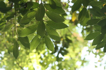 Obraz premium Bay leaves showing their veins and texture. Natural light, greenery, and a sense of freshness.
