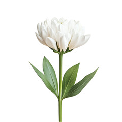 Fototapeta premium White flower green stem vibrant background artistic floral nature beauty