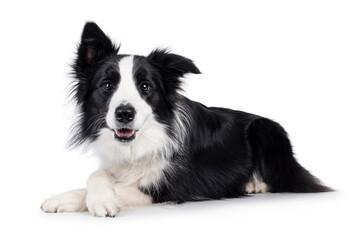 Adorable typical black and white young adult Border Collie dog, laying down side ways with front paws crossed. Looking straight to camera with mouth open. Isolated on white background.