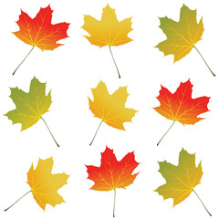 pattern red and yellow maple leaves isolated on white background.