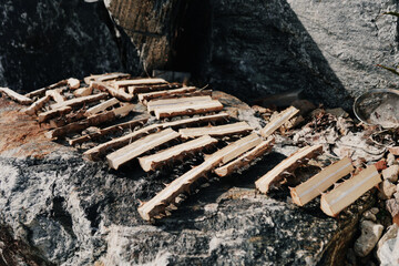 시골 앞마당의 작은 나무들, 가시 오가피 © 이동섭 이