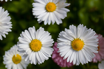 Obraz premium Beautiful bull's-eye daisies (Leucanthemum vulgare) blooming in a sunny backyard garden