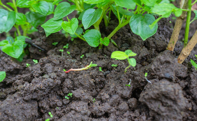 Piper Sarmentosum Plant Growing on Fertile Soil – Wild Betel Leaf for Herbal Medicine and Culinary Use