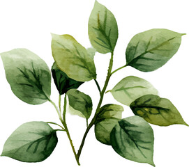 Fototapeta premium Vector Watercolor Green Leaf Branch, Hand-Painted Botanical Illustration