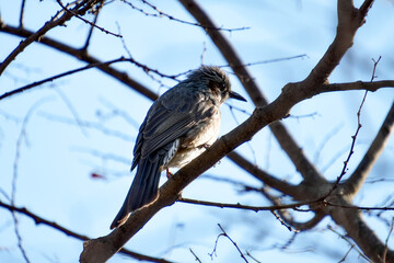 겨울 직박구리 한마리