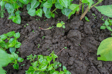 Piper Sarmentosum Plant Growing on Fertile Soil – Wild Betel Leaf for Herbal Medicine and Culinary Use