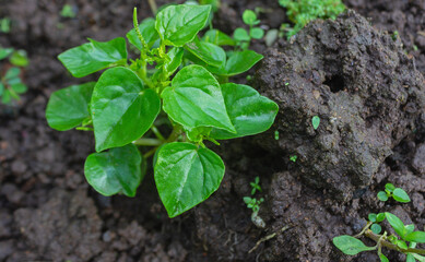 Piper Sarmentosum Plant Growing on Fertile Soil – Wild Betel Leaf for Herbal Medicine and Culinary Use