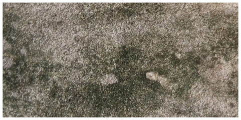 Fototapeta premium Abstract white grunge dust texture concrete wall on white background Vector for banner and business.