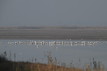 pelicans in flight