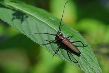 beetle