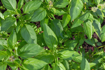 Ocimum Basilicum – Fresh Green Basil Plant with Small Flowers for Culinary and Herbal Use