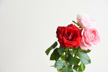 ピンクと赤のばら