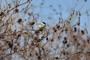 In February of the harsh winter ,Japanese green alder began to show leaf buds and inflorescences