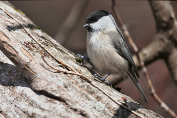 A cute Willow Tit wearing a black cap 