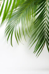 Obraz premium green palm leaves with empty area, on withe background