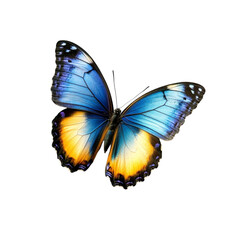 Naklejka premium Blue and Yellow Butterfly Wings Nature Insect Beauty Wildlife,