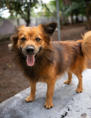 A close up of a brown Indian Pomeranian 