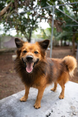 A close up of a brown Indian Pomeranian 