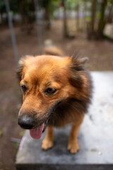 A close up of a brown Indian Pomeranian 
