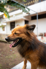 A close up of a brown Indian Pomeranian 