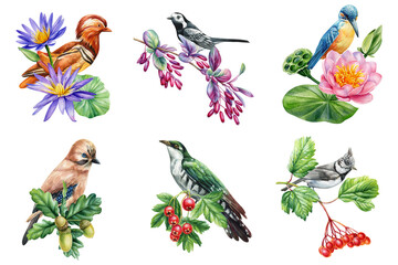 Set beautiful birds sitting on branch drawn watercolor isolated white background. Birds berries leaves acorns flowers