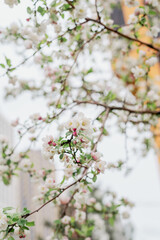 Blossoming of an ornamental apple tree in spring