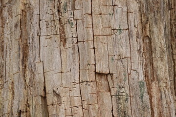 old wood background