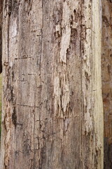 Close-up of a weathered tree trunk with deep cracks and rough texture. The aged wood surface displays intricate natural patterns, highlighting the effects of time and environmental exposure.