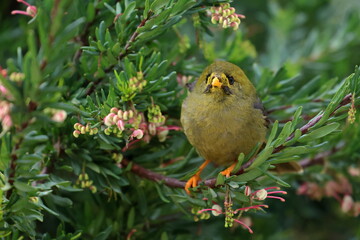 bellbird