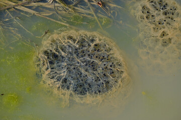 Frog Eggs in a pond. Frog spawn clusters float in the muddy water of a forest reservoir