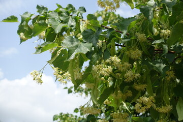 Cloudy sky and branch of blossoming linden tree in June