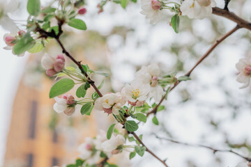 Blossoming of an ornamental apple tree in spring