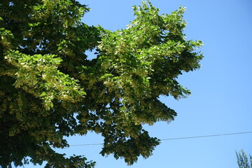 Fototapeta premium Fair blue sky and blossoming linden tree in June