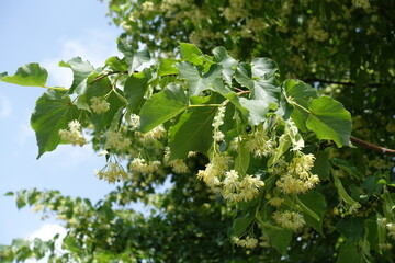 Infinite flowers of linden tree against the sky in June