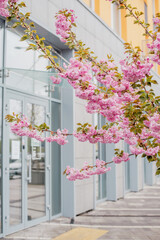 Fototapeta premium Pink cherry blossoms decorating a modern cityscape