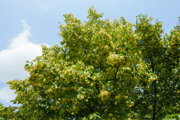 Innumerable flowers of linden tree against the sky in June