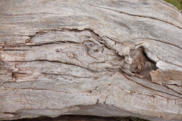 close-up of a weathered tree trunk with a distinctive knot and deep cracks. The aged wood grain and...