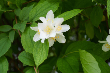 Group of white flowers of Philadelphus coronarius in June