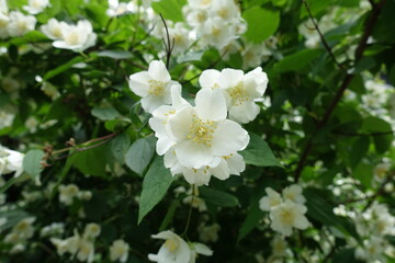 Fototapeta premium Multifold white flowers in the leafage of Philadelphus coronarius in June