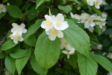 Simple white flowers of Philadelphus coronarius in mid June