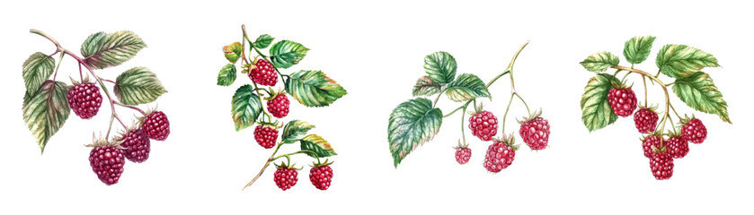 Watercolor set of wild raspberry branches. Watercolor raspberry branch with leaves and pink juicy berries. Wild forest berries concept. Vintage watercolor raspberry. Vector illustration. © Narin