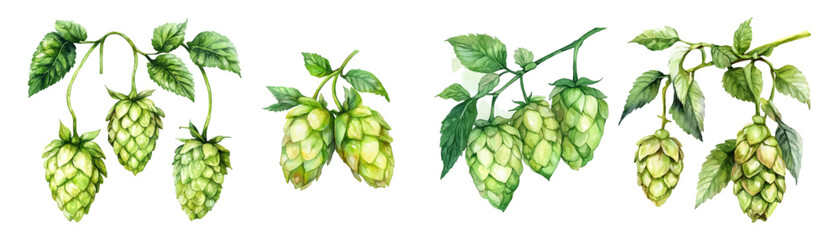 Watercolor set of green hop plants png. Hop plants, cones and leaves, hop branches set. Beer ingredients. Brewery design elements. Vector illustration.