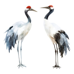 Watercolor pair of storks on an isolated background. Standing storks. Watercolor birds storks, cranes, etc. The first spring migratory birds. Vector illustration.