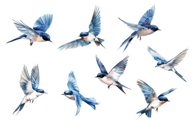 Set of watercolor swallows png.Swallows flying in the air with blue and white feathers and tail.Swallow or Martin passerine bird with long tail and pointed wings flying and gliding vector set.