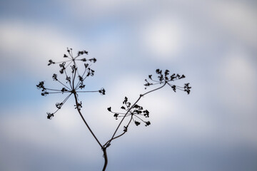 
A gray plant with small flowers against a blue sky background