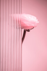 Studio shot of a pink ranunculus flower placed behind fluted glass creating a beautiful visual...